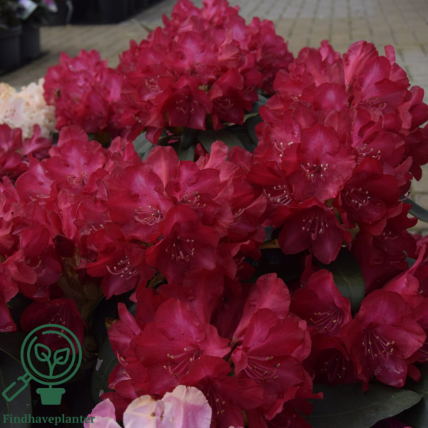 Rhododendron x yakushimanum 'Bohlkens Roter Stern'