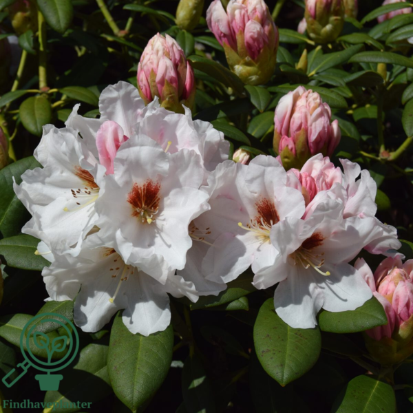 Rhododendron x yakushimanum 'Bohlken's Snow Fire'