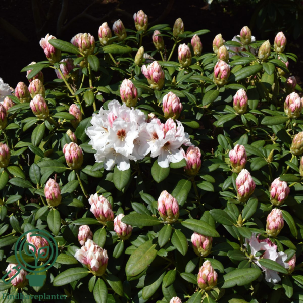 Rhododendron x yakushimanum 'Bohlken's Snow Fire'