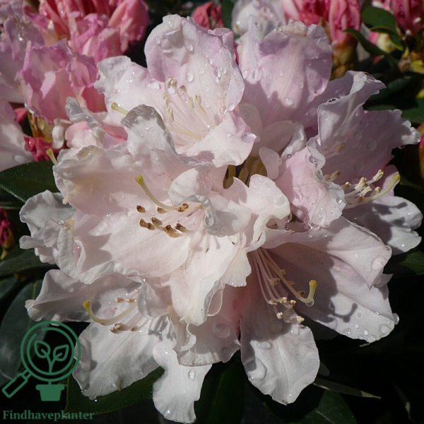 Rhododendron x yakushimanum 'Dreamland'