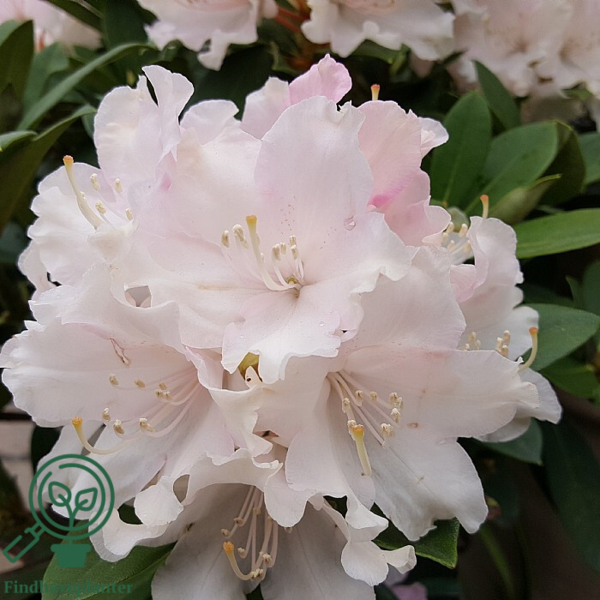 Rhododendron x yakushimanum 'Dreamland'