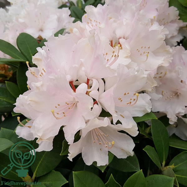Rhododendron x yakushimanum 'Dreamland'