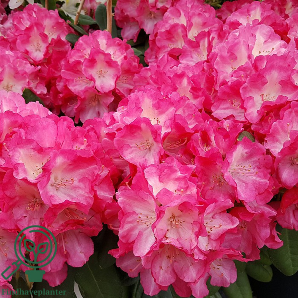 Rhododendron x yakushimanum 'Fantastica'