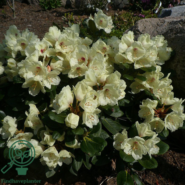 Rhododendron x yakushimanum 'Flava'