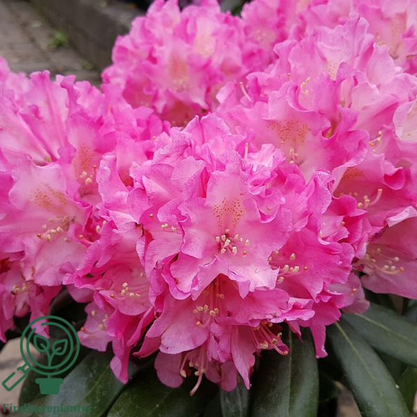 Rhododendron x yakushimanum 'Kalinka'