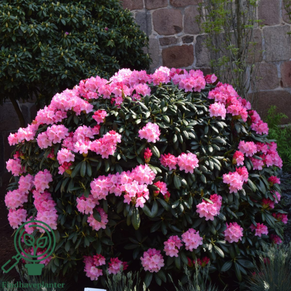 Rhododendron x yakushimanum 'Kalinka'