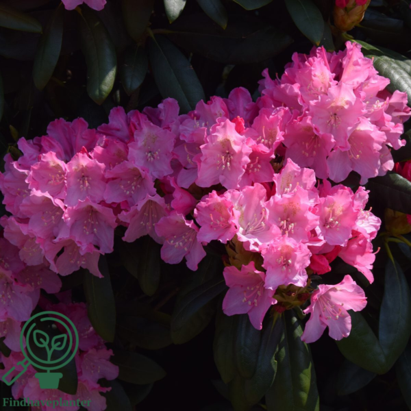 Rhododendron x yakushimanum 'Kalinka'
