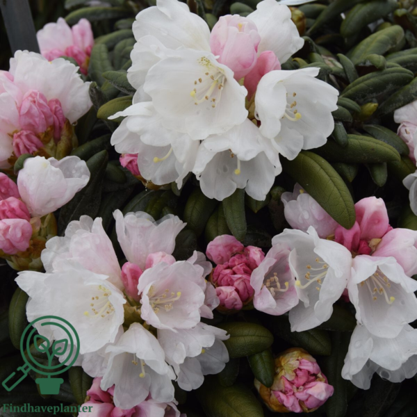 Rhododendron x yakushimanum 'Koichiro Wada'
