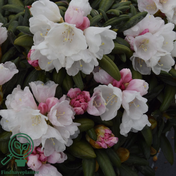 Rhododendron x yakushimanum 'Koichiro Wada'