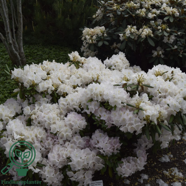 Rhododendron x yakushimanum 'Koichiro Wada'