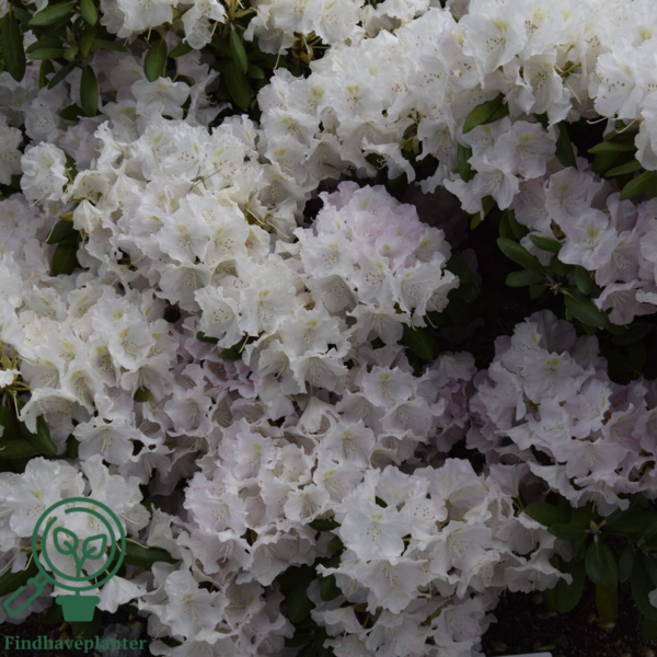 Rhododendron x yakushimanum 'Koichiro Wada'