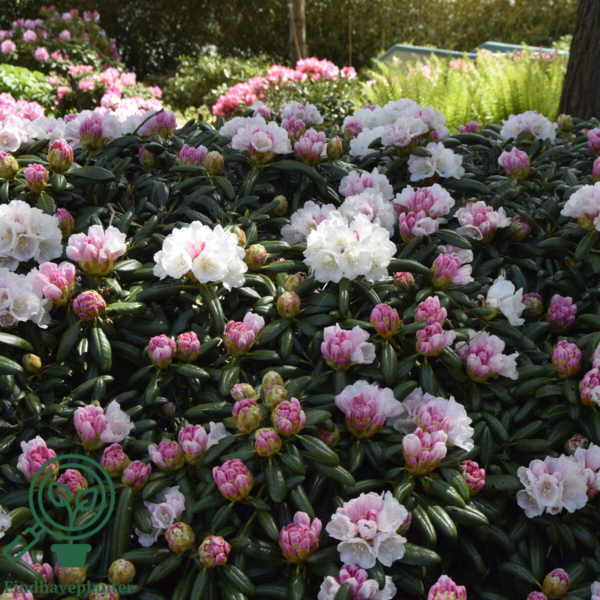 Rhododendron x yakushimanum 'Koichiro Wada'