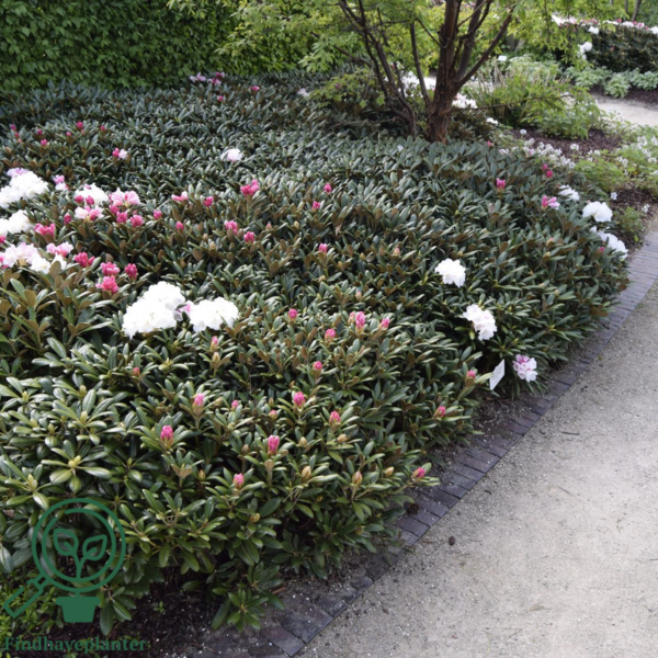 Rhododendron x yakushimanum 'Koichiro Wada'
