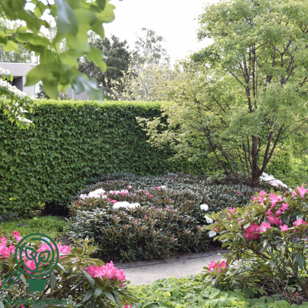 Rhododendron x yakushimanum 'Koichiro Wada'