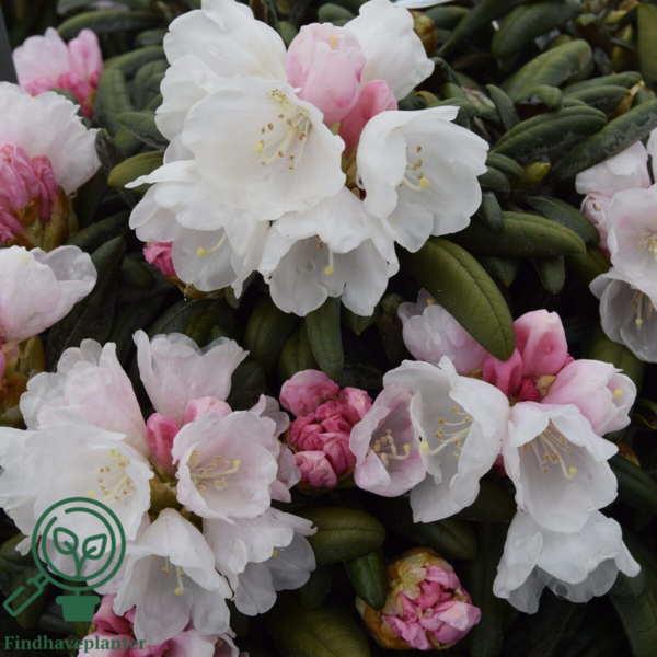 Rhododendron x yakushimanum 'Koichiro Wada'
