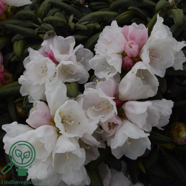 Rhododendron x yakushimanum 'Koichiro Wada'