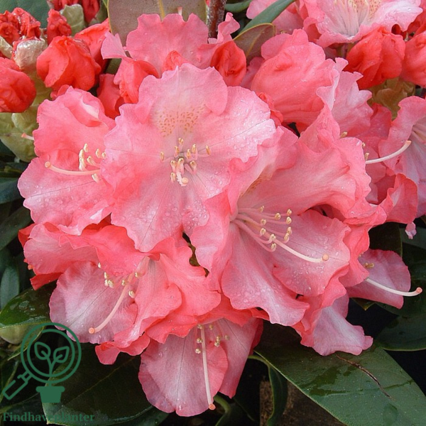 Rhododendron x yakushimanum 'Marlis'