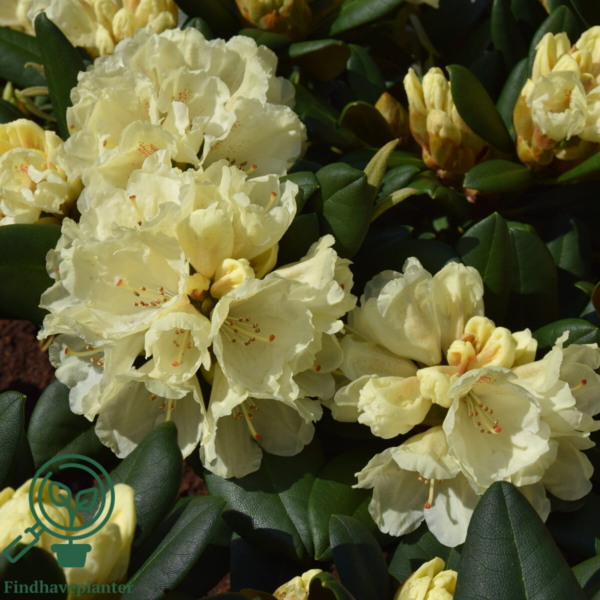 Rhododendron x yakushimanum 'Millennium Gold'