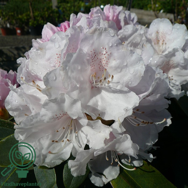 Rhododendron x yakushimanum 'Schneekrone'