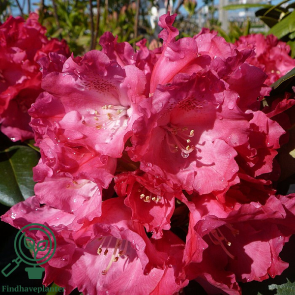 Rhododendron x yakushimanum 'Morgenrot'