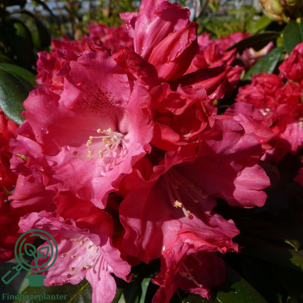 Rhododendron x yakushimanum 'Morgenrot'