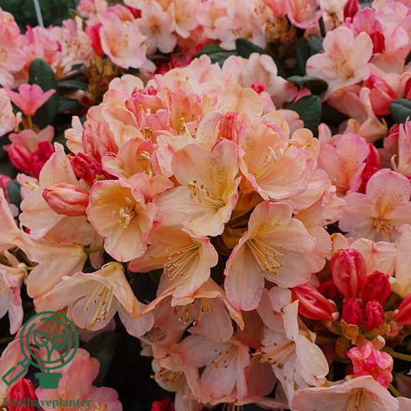 Rhododendron x yakushimanum 'Percy Wiseman'