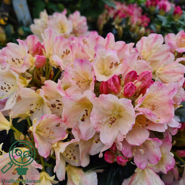 Rhododendron x yakushimanum 'Percy Wiseman'