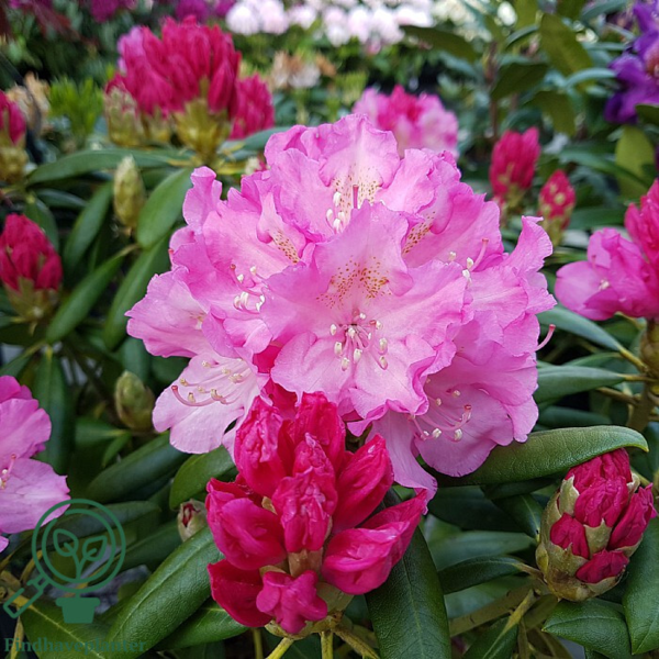 Rhododendron x yakushimanum 'Polaris'