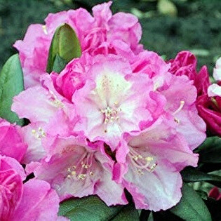 Rhododendron x yakushimanum 'Polaris'