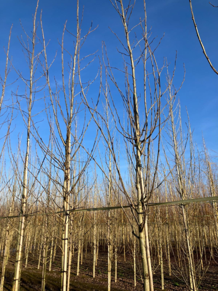 Populus trichocarpa 'O.P.42', Vestamerikansk balsampoppel