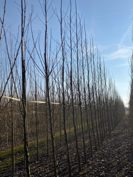 Populus trichocarpa 'O.P.42', Vestamerikansk balsampoppel