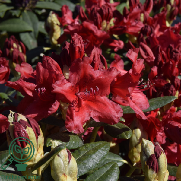Rhododendron x yakushimanum 'September Red'