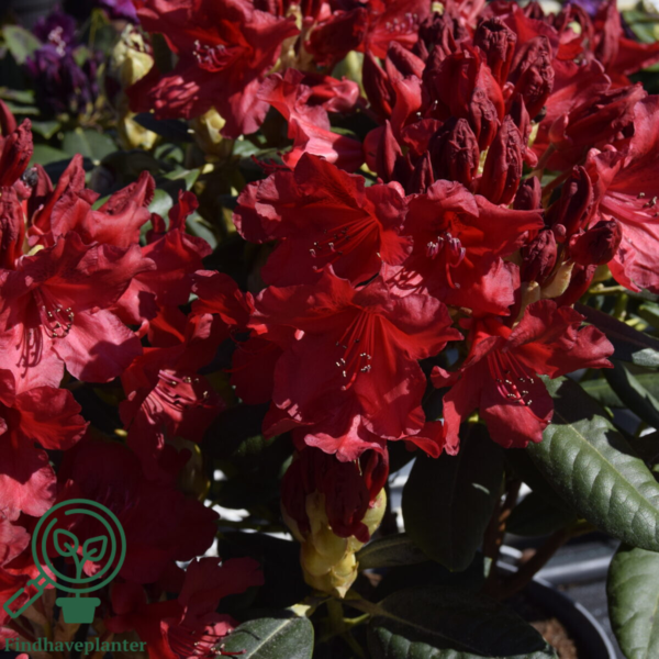 Rhododendron x yakushimanum 'September Red'