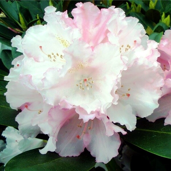 Rhododendron x yakushimanum 'Silberwolke'