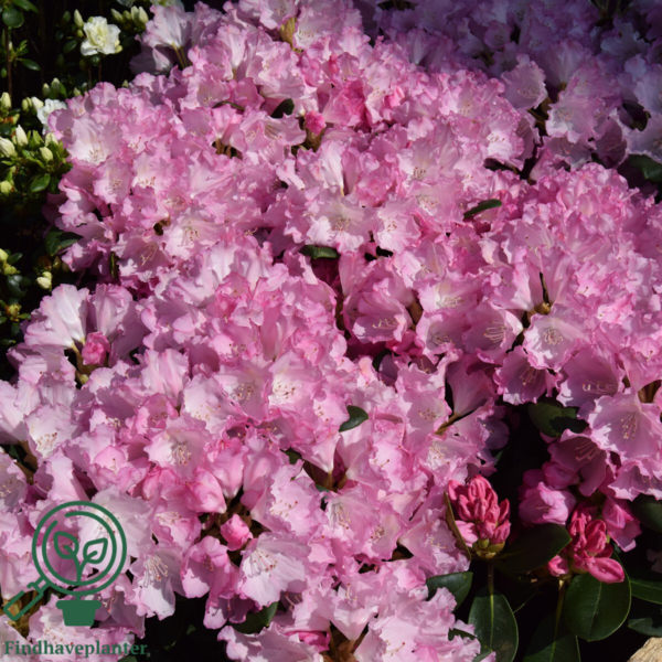 Rhododendron x yakushimanum 'Silberwolke'