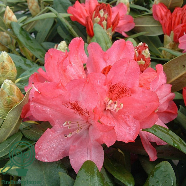 Rhododendron x yakushimanum 'Sneezy'