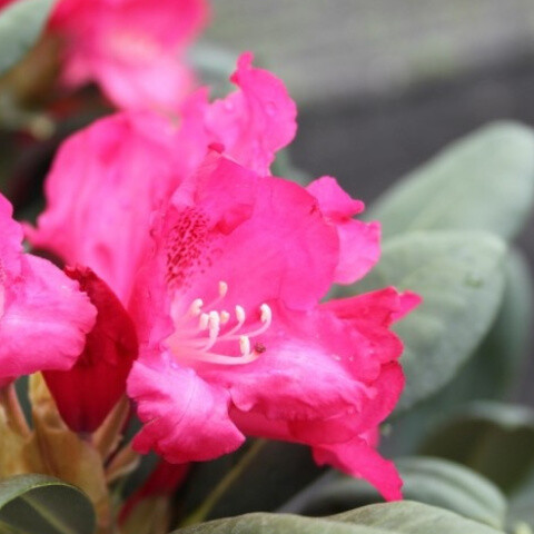 Rhododendron x yakushimanum 'Sneezy'