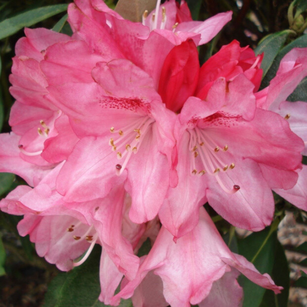 Rhododendron x yakushimanum 'Sneezy'