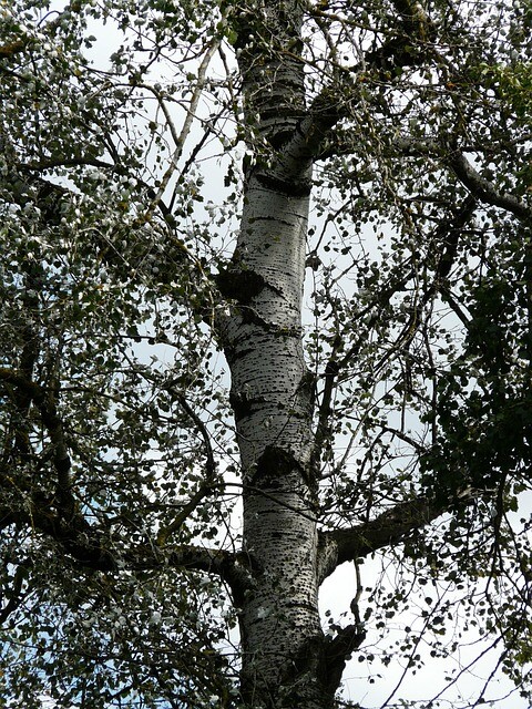 Populus alba 'Nivea', Sølvpoppel