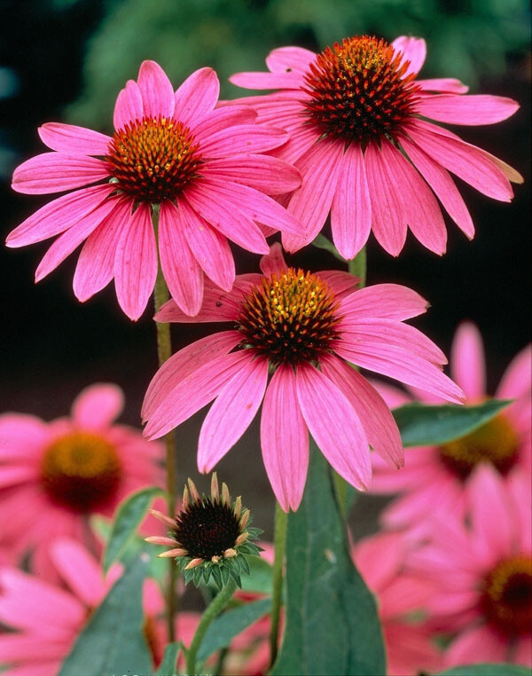 Echinacea purpurea 'Magnus'