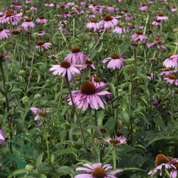 Echinacea purpurea 'Magnus', Solhat C0,8
