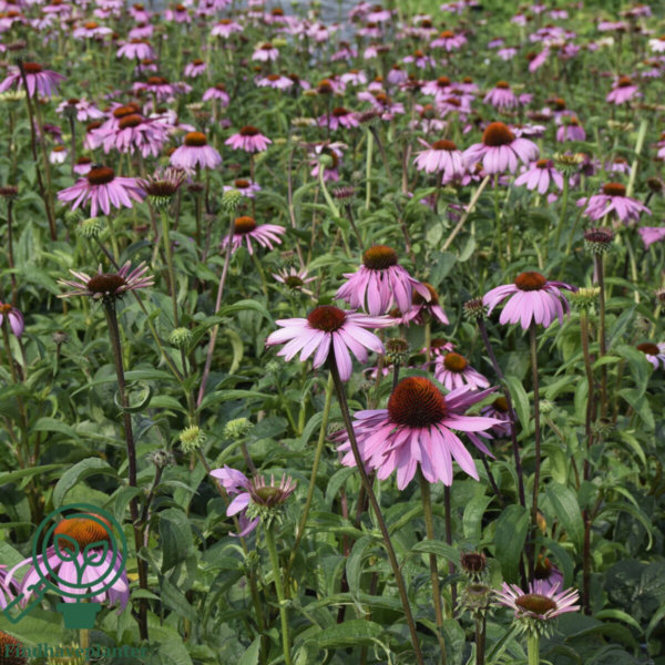 Echinacea purpurea 'Magnus', Solhat C0,8