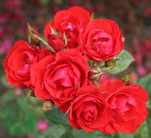 Rosa 'Allotria' (Tanal)