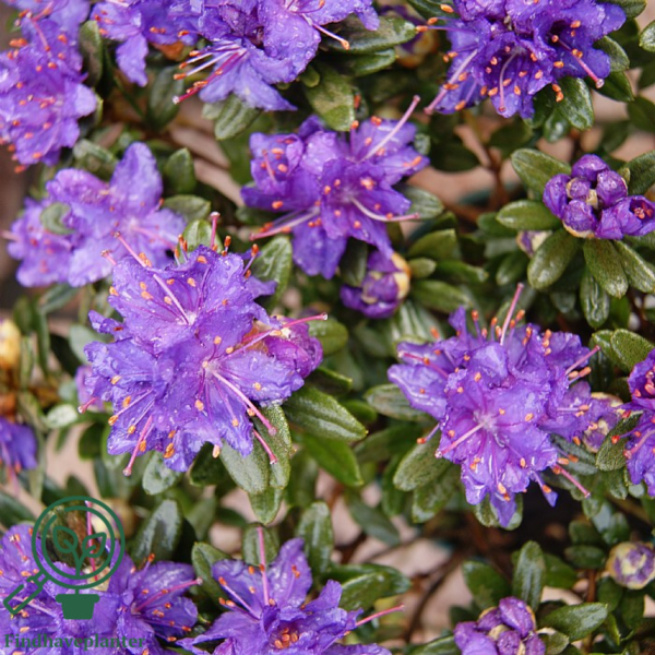 Rhododendron hybrid 'Azurika'