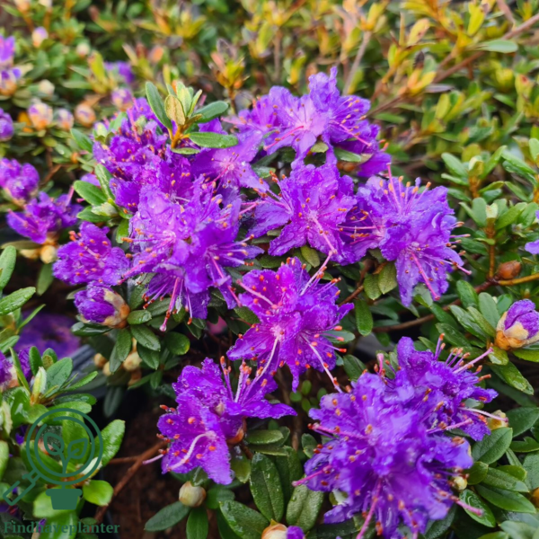 Rhododendron hybrid 'Azurika'