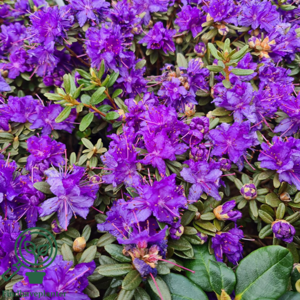 Rhododendron hybrid 'Azurika'