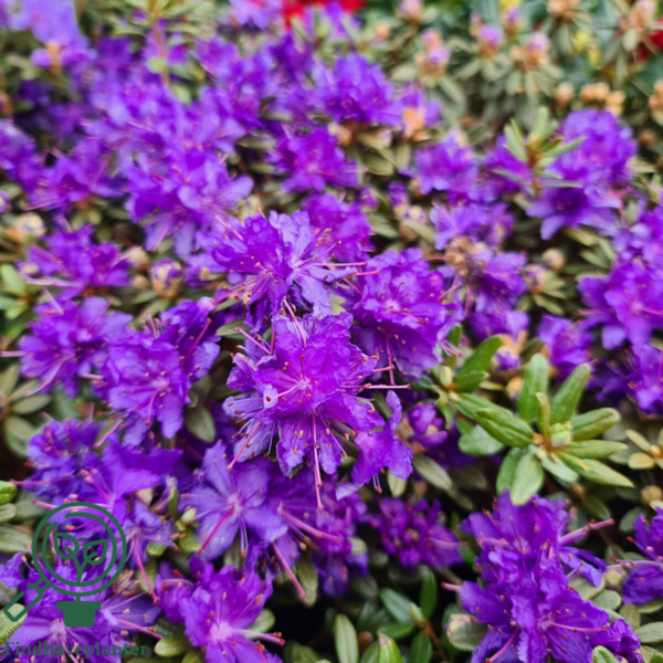 Rhododendron hybrid 'Azurika'