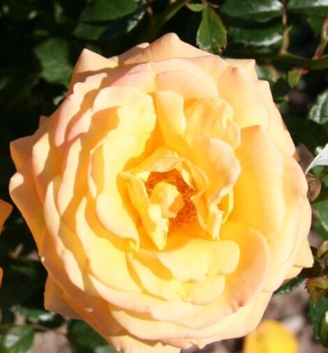 Rosa 'Amber Flush'