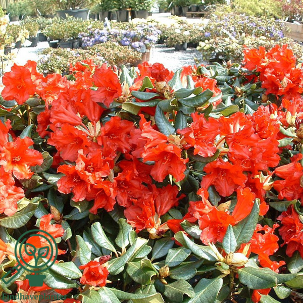 Rhododendron repens 'Baden-Baden'