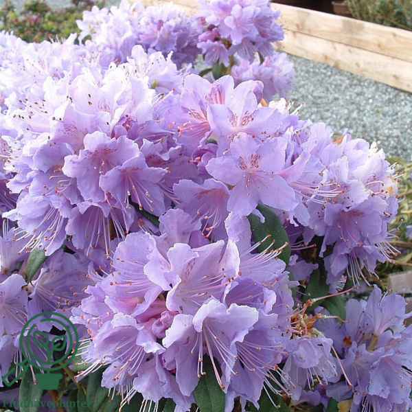 Rhododendron impeditum 'Blue Tit Magor'